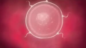 Love Impregnation GIF - Love Impregnation Egg Cell - Discover & Share GIFs
