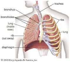 Human Respiratory System Description Parts Function