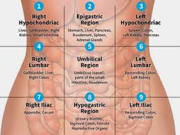 abdominal regions