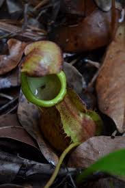The species produces copious long, elegant, and. Pitcher Plant Growing Wild In The Philippines Savagegarden