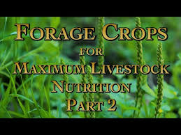 forage crops for maximum livestock
