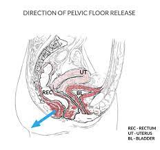 pelvic floor release pelvic physiotherapy