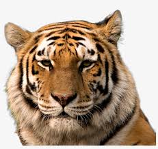 tiger head png tiger face transpa