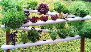 Vertical gardens offer a striking aesthetic to any terrace or patio. Pvc Pipe Garden Fit Into Any Space Jimsmowing Com Au