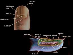 figure nail anatomy image courtesy dr