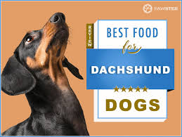Top 6 Recommended Best Foods For Adult And Puppy Dachshunds