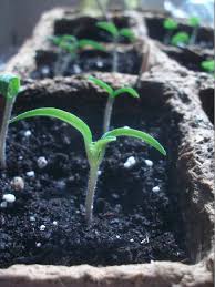 plant tomato seeds