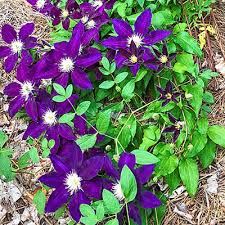 Spruces up a shady border or on patio in a large pot. The Vagabond Clematis Shop Flowering Vines Spring Hill