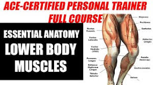 5 powerful lower body strength routines. Ace Certified Personal Trainer Course Basics Anatomy Lower Body Muscles Acsm Cpt3 Hindi Youtube