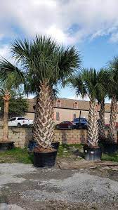dallas tx texas palm trees