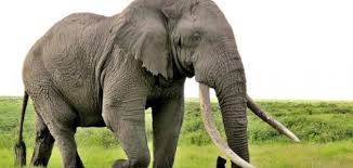 نتيجة بحث الصور عن معلومات عن الفيل