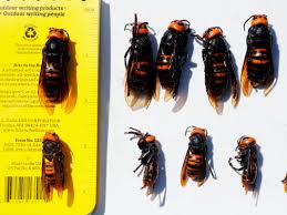 map the asian giant hornet genome