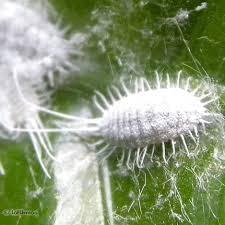 Mealybugs Treatment How To Get Rid Of