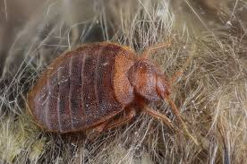 what are bed bugs and do you have them