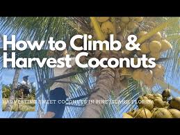 harvest coconuts pine island florida