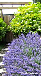 how to grow walkers low catmint