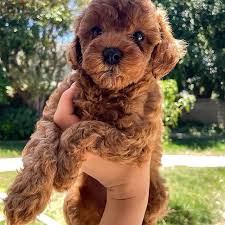 toy poodle puppy whatsapp