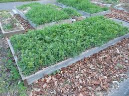 planting cover crops in home gardens
