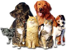 Image result for Canines and Cats