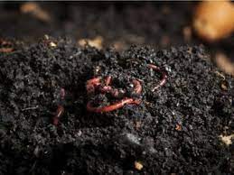 vermiculture insects what to do for