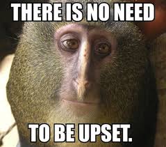 With tenor, maker of gif keyboard, add popular monkey meme animated gifs to your conversations. Monkey Face Memes