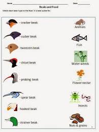 Bird Beak Adaptations For Food Worksheet For Grade 3 And 4