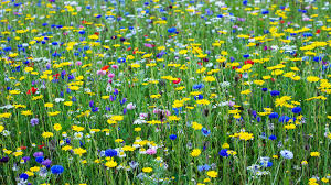 a wildflower meadow in your garden