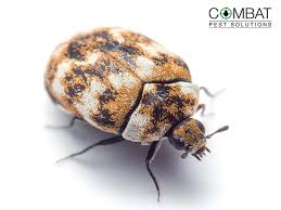 pest control solution in berkshire