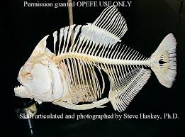 Parts Of A Piranha