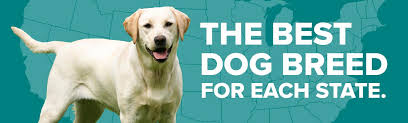 Are you looking for a directory of labrador retriever rescues in every state? The Best Dog Breed For Each State Orvis News