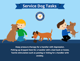 That's why we've put together this guide for learning about and training them yourself. What Services Do Service Dogs Provide Service Dog Certifications