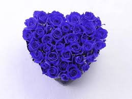 100 blue rose pictures wallpapers com