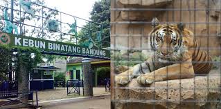 Foto di kebun binatang : Kebun Binatang Bandung Tak Ada Pemasukan Satwa Terancam Kelaparan
