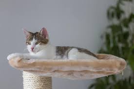 ing the best modern cat tree the