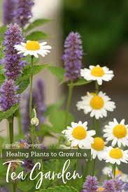 Grow A Healing Herbal Tea Garden