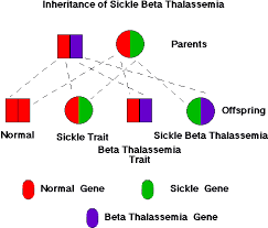 How Do People Get Sickle Cell Disease