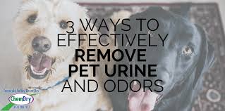 3 ways to remove pet urine and odors