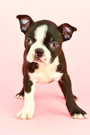 boston terrier cost to own one