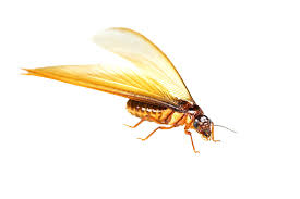 signs of termites in your home and