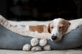 4 dog bed hygiene mistakes