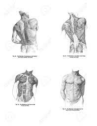 Human anatomy drawing drawing body poses human body anatomy anatomy study anatomy art life drawing muscle anatomy drawing faces drawing tips. 4 Views Of The Human Back Muscles And Torso From Out Of Print Stock Photo Picture And Royalty Free Image Image 11309096