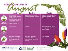 Vegetables To Plant In August
