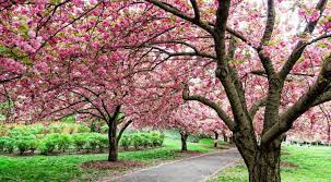 Quali sono le date del viaggio? See The Finale Of Cherry Blossom Season At The Brooklyn Botanic Garden Secretnyc