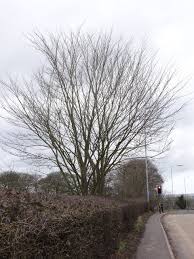 Biological Flora of the British Isles: Ulmus glabra - Thomas - 2018 ...