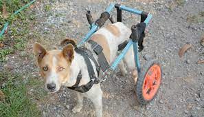 diy dog wheelchair how to make a