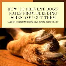 dogs nails from bleeding when you cut