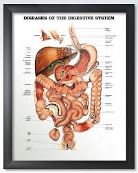 Diseases Of The Digestive System Chart 20x26 Health Info