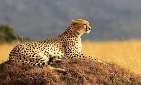 African big cats safaris, arusha, tanzania. Top 6 Places To Spot Big Cats On Safari Updated For 2020