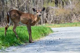 If you hit a deer, you should be covered by car insurance as long as you have comprehensive insurance. Pennsylvania Is No 1 In Projected Car Crashes With Deer Insurer Says Lehighvalleylive Com