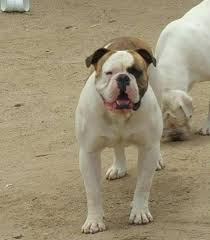 But seek ye first the kingdom of god and his righteousness, and all these things will be given to you as well. Johnson American Bulldog For Sale American Bulldog Puppies
